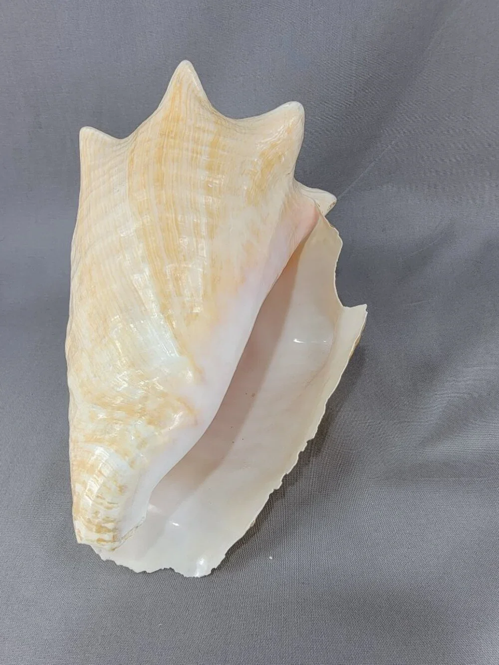 Vtg Natural Conch Seashell Shell Beach Nautical Home Decor Weathered Distressed